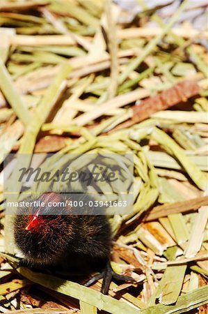 A common moorhen chick on a floating island in Lake Titicaca, Peru