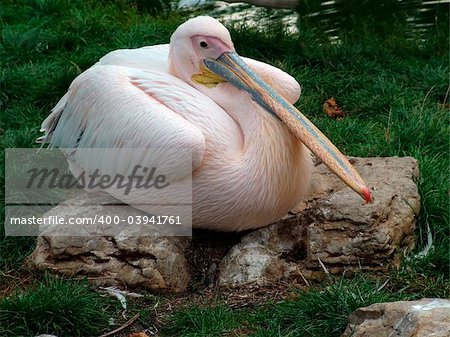 a stork taking a break