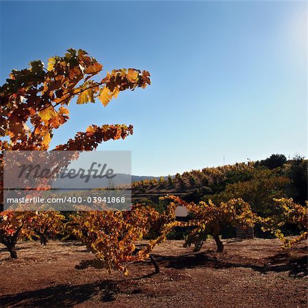 Autumn grape leaves at California winery