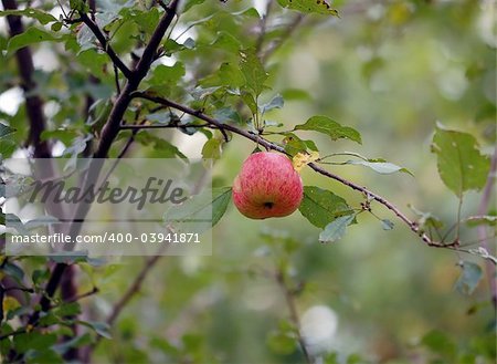 Picture of some wild apples on their branch