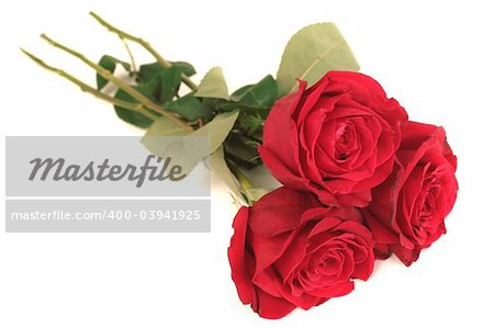 Three beautiful red roses lay on a white background