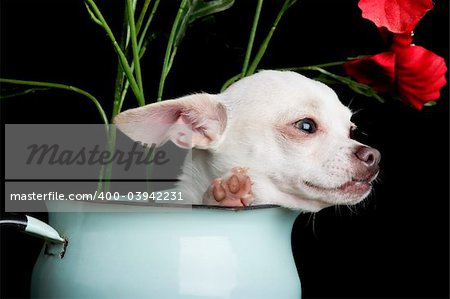 A chihuahua posing for the camera