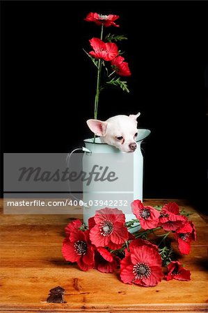A chihuahua posing with some flowers.