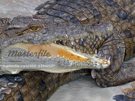 Portrait of a nile crocodile (Crocodylus niloticus) resting with mouth open, southern Africa