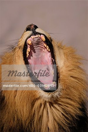 Portrait of a yawning male African lion (Panthera leo), Kalahari, South Africa
