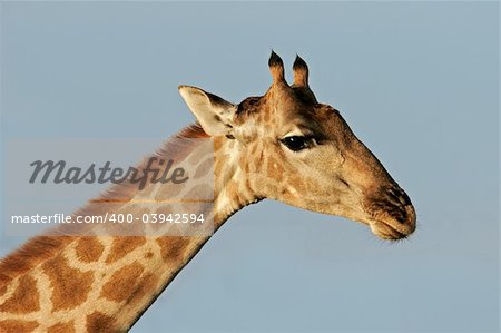 Close-up portrait of a giraffe (Giraffa camelopardalis), Etosha National Park, Namibia