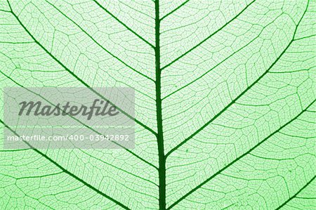 green leaf structure (macro) as natural background