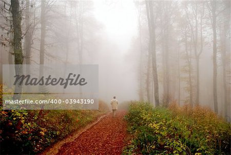 autumn forest scene