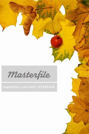 Frame made of colorful autumn leaves on white background.   With place for your text.    More autumn photos in my portfolio.