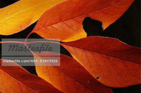Autumn leaves isolated.  With a lot of details.    see other autumn photos in my portfolio