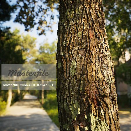 Trunk of tree with wooded sidewalk in background at Bald Head Island, North Carolina.