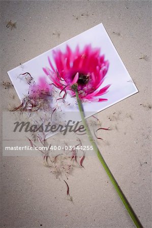 Aged gerbera steam with dry pink petals and seeds at the photo of fresh gerbera flower on cardboard background