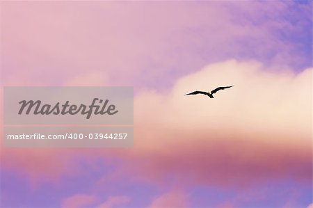 Seagull flying at the sunset sky