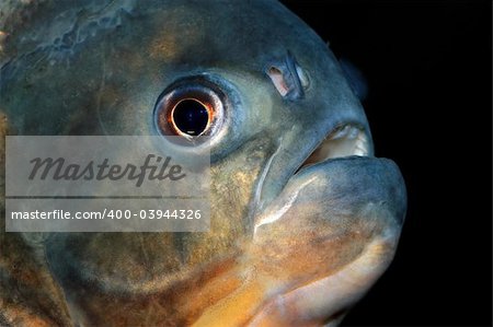 Portrait of a piranha fish