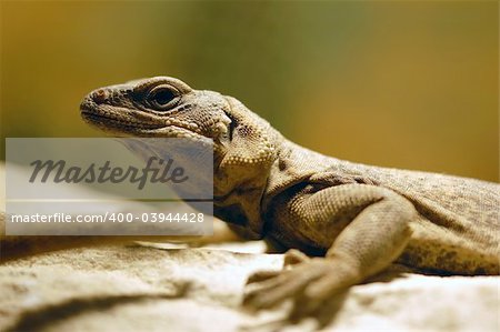 Close-up picture of a lizard