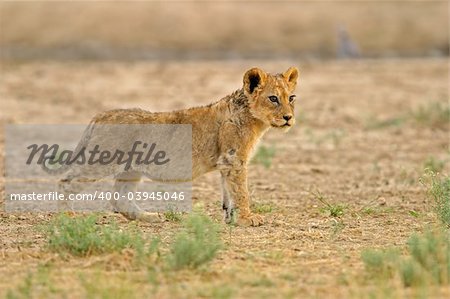 Young lion cub (Panthera leo), Kalahari, South Africa