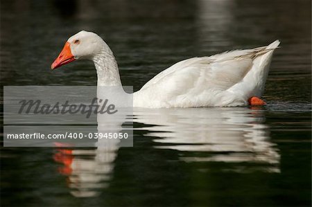 White goose on pond with reflection