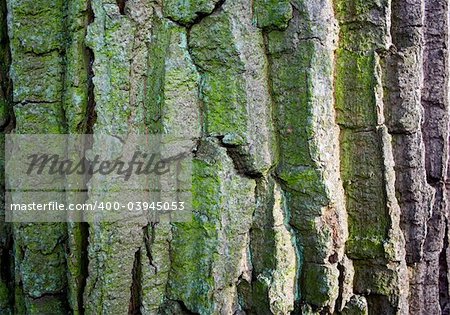 Texture of green wood bark