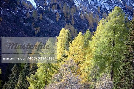 Changing colors in the Alps during early Fall; Italy.