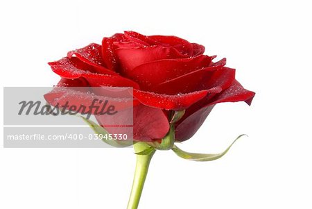 Close-up of a red rose, with droplets, isolated over white backdrop