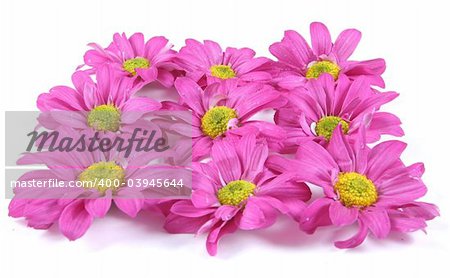 Pretty pink flowers isolated on white.