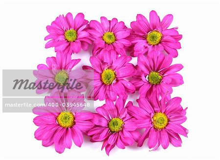 Pretty pink flowers isolated on white.