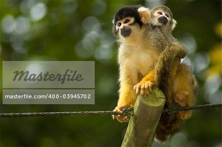 A mom and baby squirrel monkeys sitting and looking.