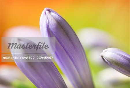 Colorful flower macro with shallow DOF