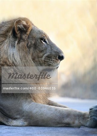 Portrait of a lion close-up. Bali a zoo