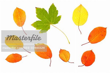 Collection of autumn leaves isolated on white background