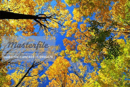 Fall maple trees on a warm autumn day