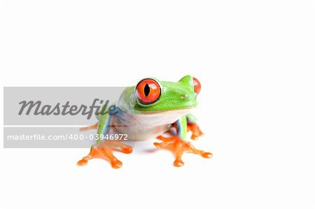 red-eyed tree frog (Agalychnis callidryas) closeup, isolated on white