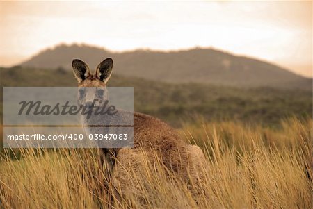 Wild kangaroo in outback
