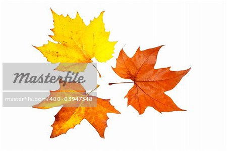 Three maple leaves, isolated on white background