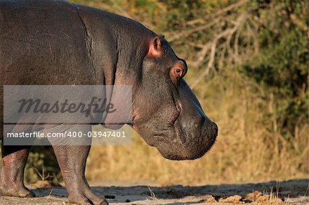 Hippopotamus (Hippopotamus amphibius), Sabie-Sand nature reserve, South Africa