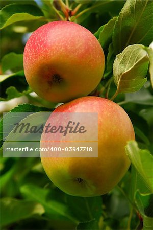 Two ripe red apples on a apple tree branch in an orchard