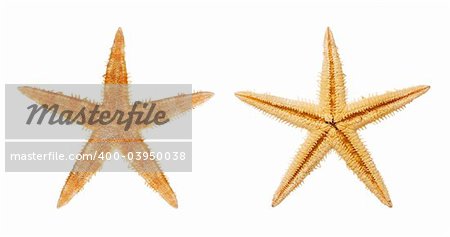 Starfish isolated on white background