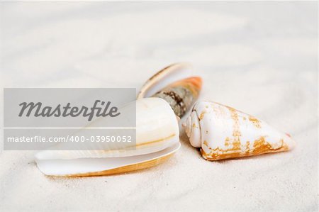 Three seashells on white sand