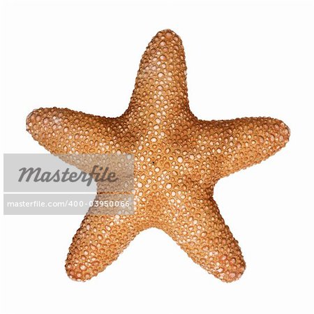 Jungle Star Starfish isolated on white background