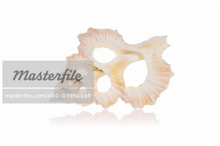 Cut seashell isolated on white background with reflection