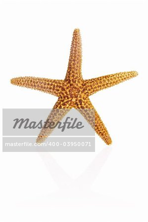 Florida Brown Starfish isolated on white background with reflection