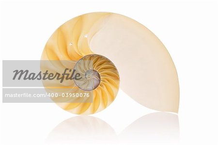 Split Nautilus Seashell isolated on white background