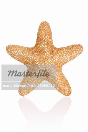 Jungle Starfish isolated on white background with reflection