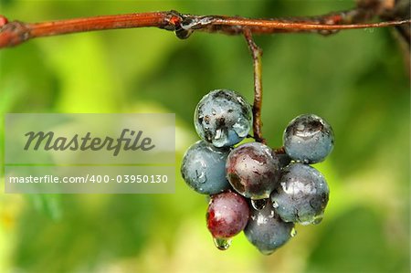 grape bunch
