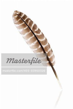 Brown Quill isolated on white background