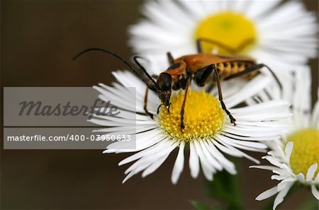 A black and yellow longhorn beetle sits on a daisy