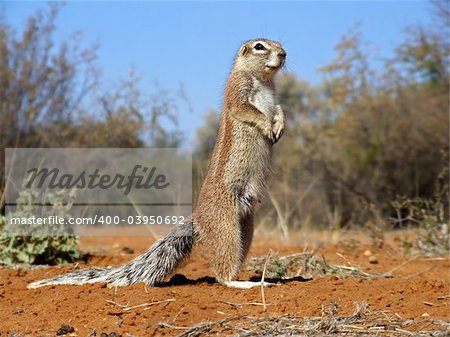 Inquisitive ground squirrel (Xerus inaurus), Kalahari, South Africa