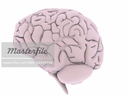 3d rendered illustration of a human brain