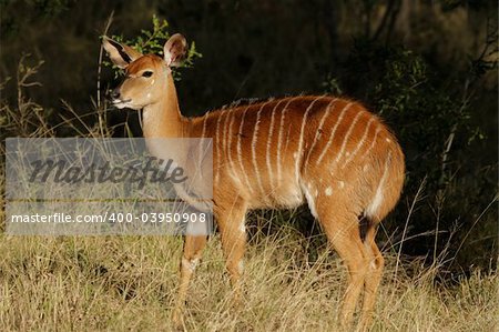 Female Nyala antelope (Tragelaphus angasii), Sabie-Sand nature reserve, South Africa