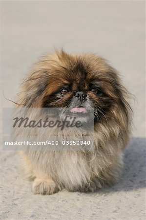 Pekingese dog with its tongue hanging out.